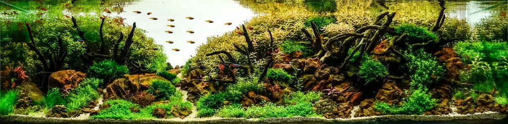 60L plant aquarium Ricardo silva  Fish aquarium decorations, Fish